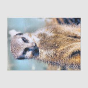 PAPEL DE SEDA MEERKAT