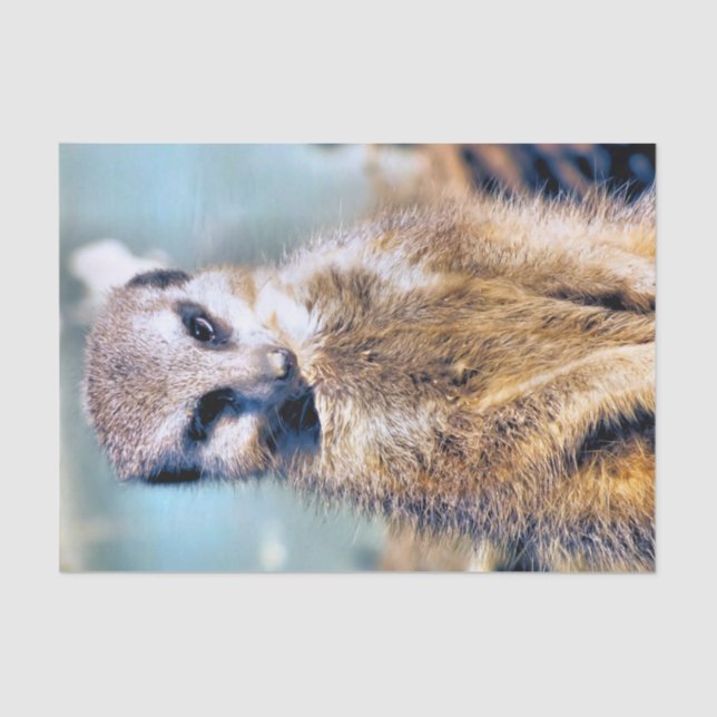 PAPEL DE SEDA MEERKAT (Frente )