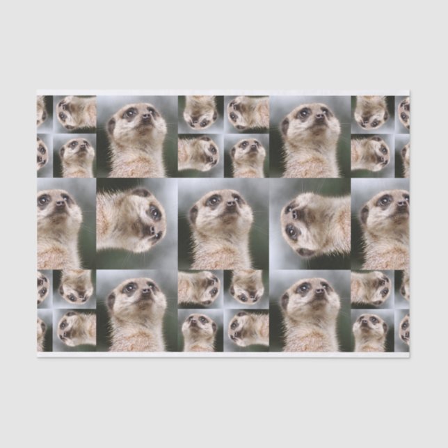 Papel De Seda Meerkat (Frente )