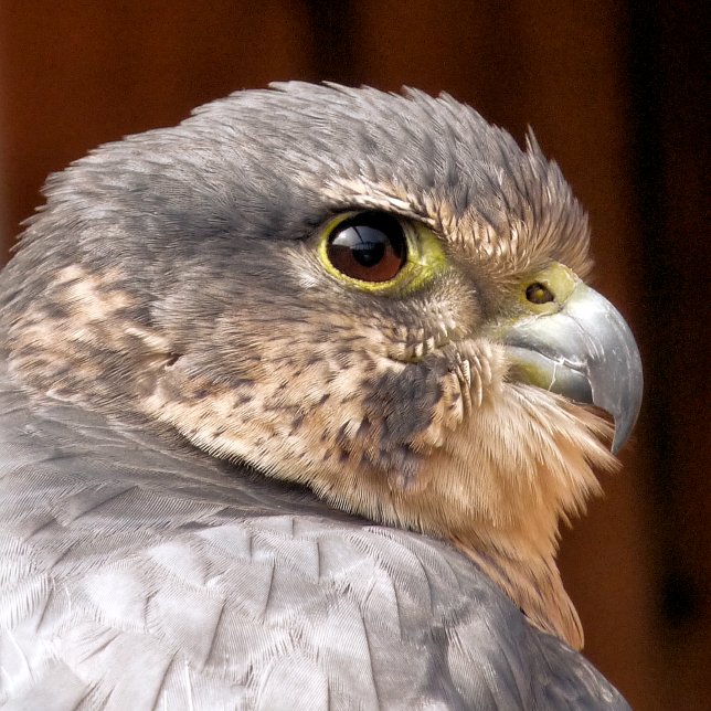 PAPEL DE SEDA MERLIN FALCON BIRD OF PREY (Criador carregado)
