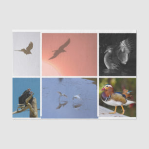 Papel De Seda Mídia Mista de Condor de Pato de Tema Pássaro Egre