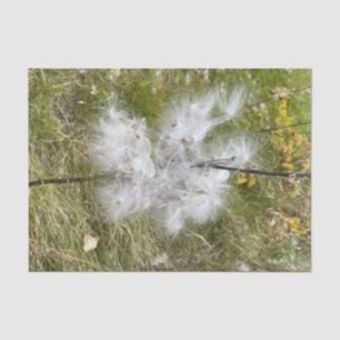 Papel De Seda Milkweed Borboleta
