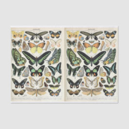 Papel De Seda Millot Butterflies