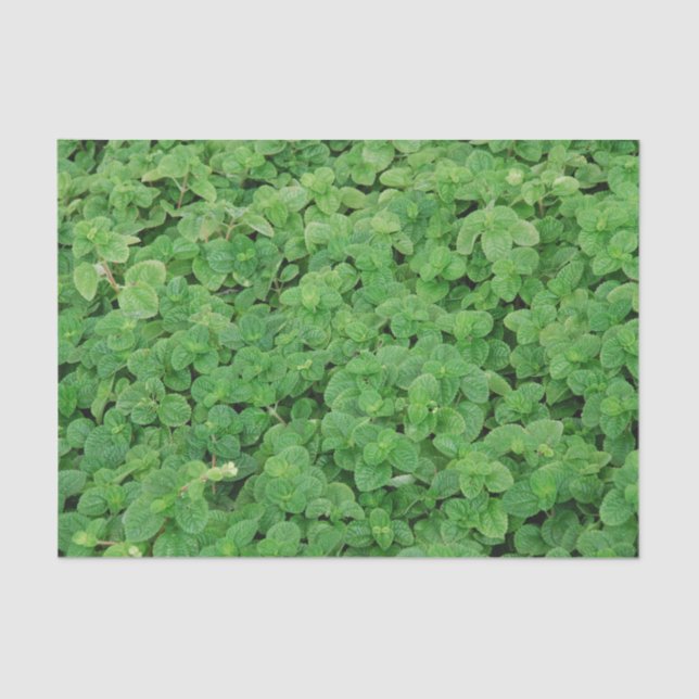 Papel De Seda Mint Foliage (Frente )
