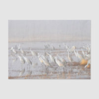Misty Sandhill Cranes