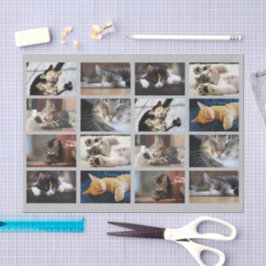 Papel De Seda Modelo de Fotografia de Gatos e Gatinhos Cachinhos