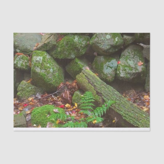 Papel De Seda Moisés na floresta (Frente )