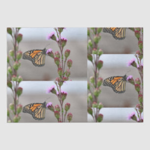 Papel De Seda Monarca