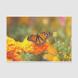 Papel De Seda Monarca Borboleta Laranja Marigold Foto