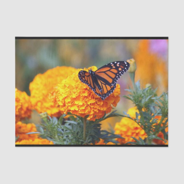 Papel De Seda Monarch Butterfly Marigold Foto (Frente )