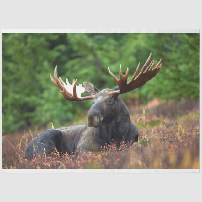 Papel De Seda Moose (Frente )