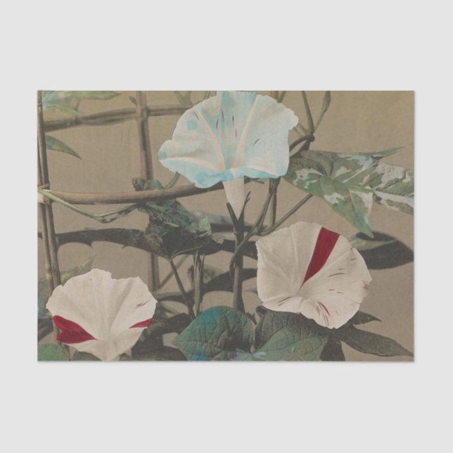 Papel De Seda Morning Glory by Ogawa Kazumasa (Frente )