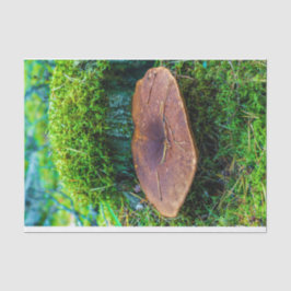 Papel De Seda Morrel cogumelo verde grama natural