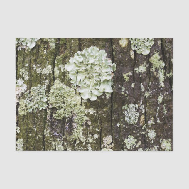 Papel De Seda Mossy Oak Trunk (Frente )