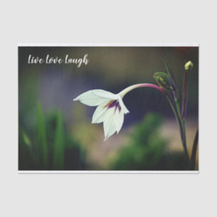 Papel De Seda Motivação da Flor do Jardim Gladiolus Branco
