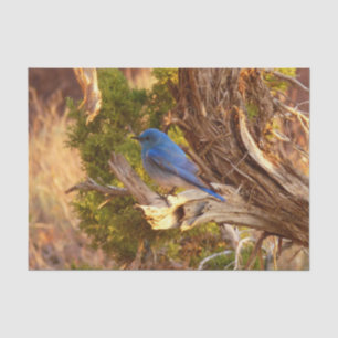 Papel De Seda Mountain Bluebird no Parque Nacional de Arches