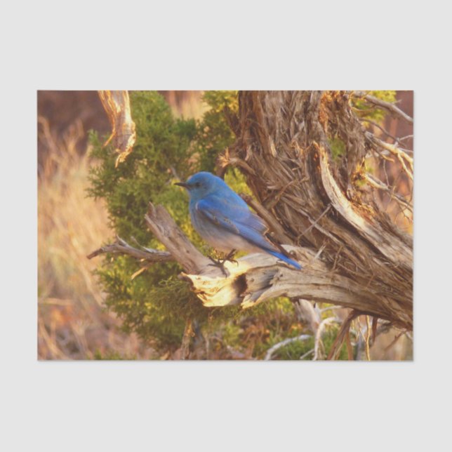 Papel De Seda Mountain Bluebird no Parque Nacional de Arches (Frente )