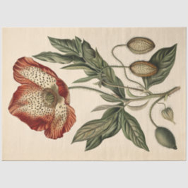 Papel De Seda Móveis Decoupage Ilustração de Papoula Vintage