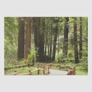 Papel De Seda Muir Woods Path I Nature Photography