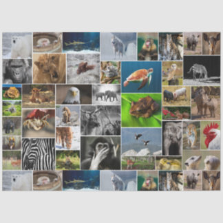 Papel De Seda "My Animal Kingdom" Wild Animal Tissue Paper