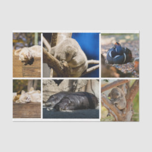 Papel De Seda Nap Tempo Dormindo Animais Koala Decoupage Foto