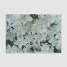 Narciso Branco Delicado de Paperwhite Flores