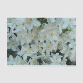 Papel De Seda Narciso Branco Delicado de Paperwhite Flores
