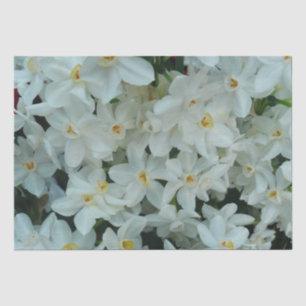 Papel De Seda Narciso Branco Delicado de Paperwhite Flores