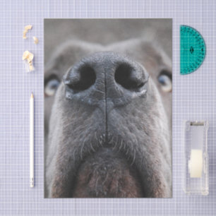 Papel De Seda Nariz de Great Dane