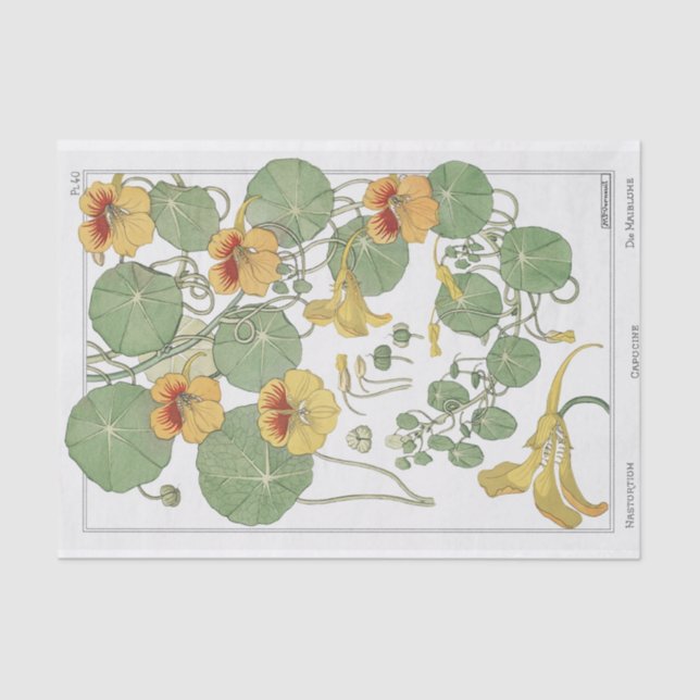 Papel De Seda Nasturtium, Eugene Grassat's Botany Series (Frente )
