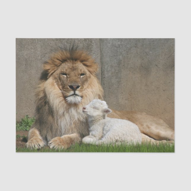 Papel De Seda Natal do leão e do cordeiro (Frente )