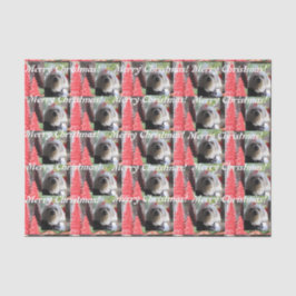 Papel De Seda Natal maltês com árvores vermelhas