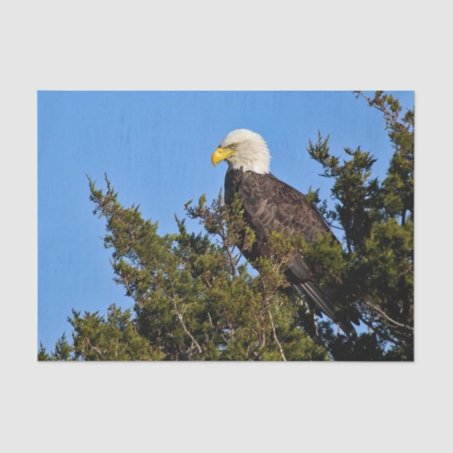 Papel De Seda Nature Bald Eagle Wildlife Foto (Frente )