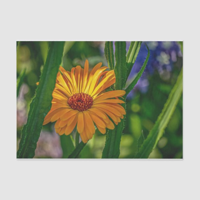 Papel De Seda Nature Inspirations Orange Daisy Reproduz Peek-a-B (Frente )