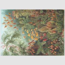 Papel De Seda Nature Muscinae Ernst Haeckel Decoupage