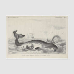 Papel De Seda Náutico de Desacoplamento de Ephemera para Navio d