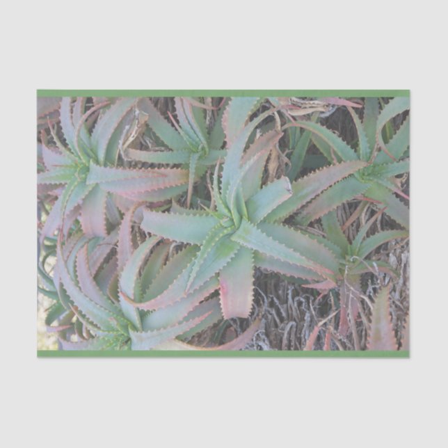 Papel De Seda Nevada suculenta (Frente )