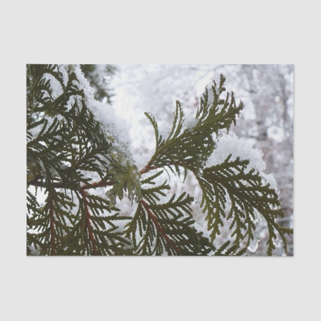 Papel De Seda Neve em Evergreen Branches Winter Nature Foto (Frente )