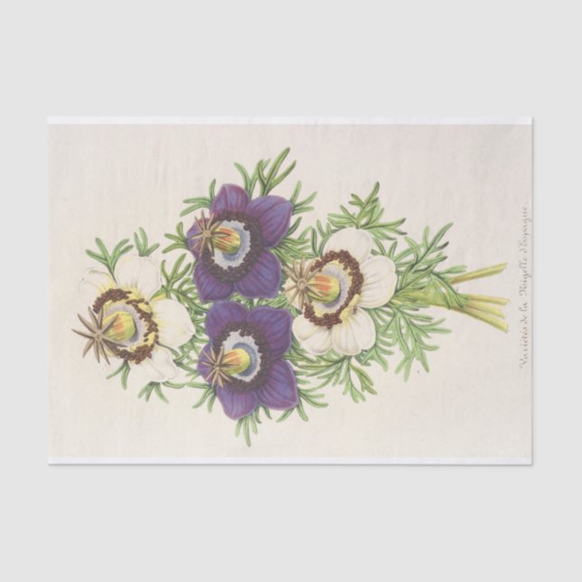 Papel De Seda Nigella Hispanica por Charles Antoine Lemaire (Frente )