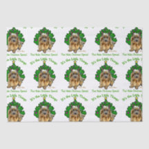 Norwich Terrier Natal