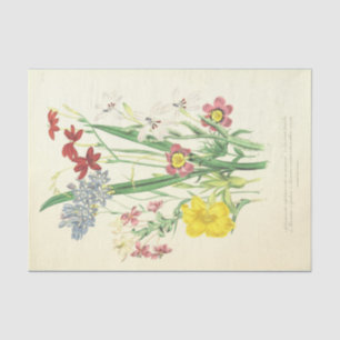 Papel De Seda O africano floresce a ilustração do vintage