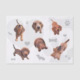 Papel De Seda O dachshund vermelho do chocolate de Eridox dapple