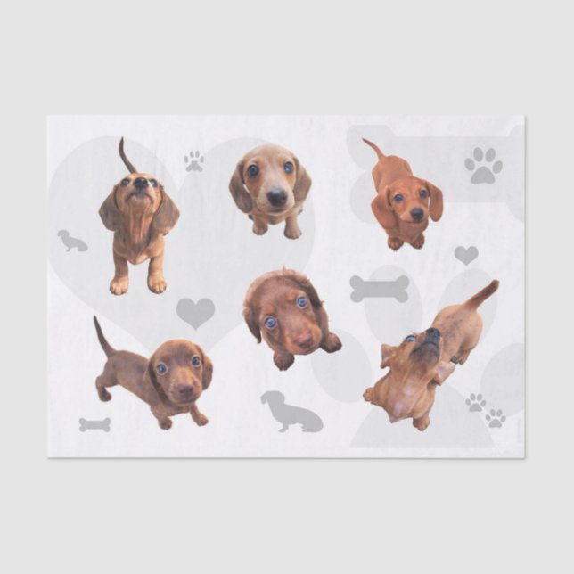 Papel De Seda O dachshund vermelho do chocolate de Eridox dapple (Frente )