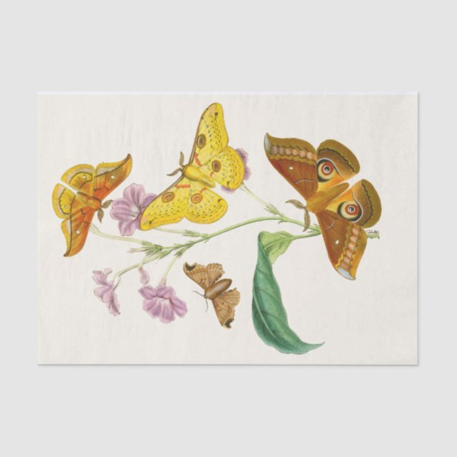 Papel De Seda O Gabinete de Entomologia Oriental Pl XIII (Frente )