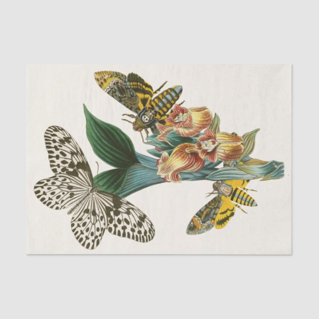 Papel De Seda O Gabinete de Entomologia Oriental Pl XLI (Frente )