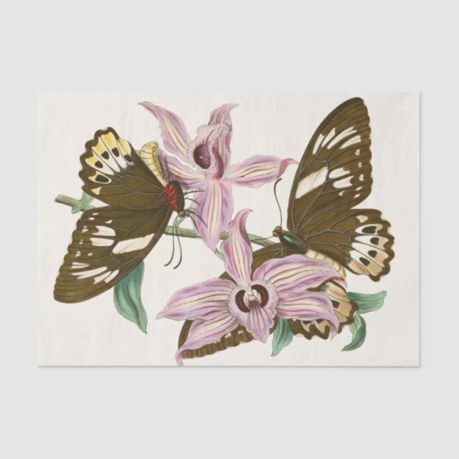 Papel De Seda O Gabinete de Entomologia Oriental Pl XV (Frente )