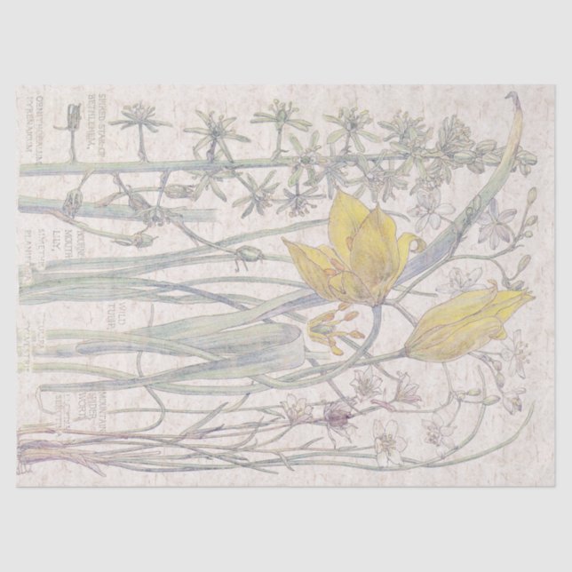 Papel De Seda O Wildflower selvagem da tulipa floresce o lenço (Frente )