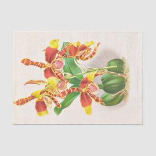 Papel De Seda Odontoglossum Grande (Orchid) por Jean Jules Linde