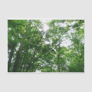 Papel De Seda Olhando para as árvores de verão