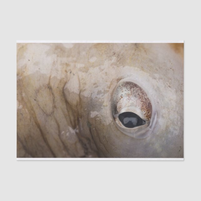 Papel De Seda Olho do polvo (Frente )